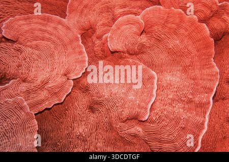 Organic texture of Elephant skin hard coral in trendy coral color as an abstract background Stock Photo