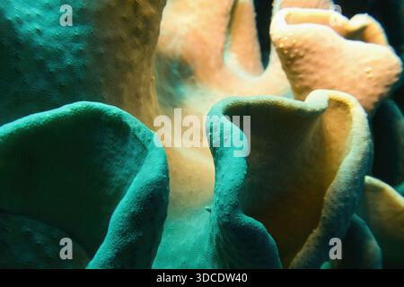 Organic texture of leather soft coral. Lights and shadows. Stock Photo