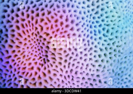 Multicolored violet-blue gradient abstract background - Organic texture of the hard coral Stock Photo