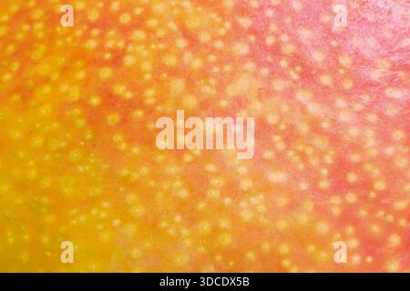 Organic texture of mango fruit Stock Photo