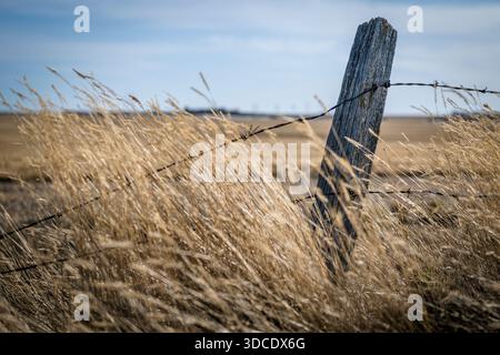 A wooden fence post surrounded by tall crested wheat grass on the prairies in Saskatchewan Stock Photo