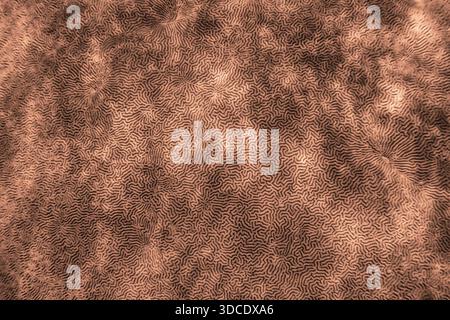 Hard coral texture in trendy color -  Mocha Mousse color of the year 2025 Stock Photo