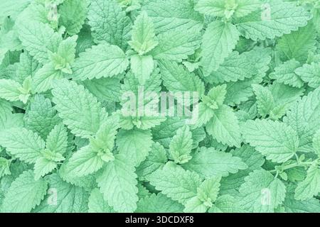 Mint herb in trendy mint color Stock Photo