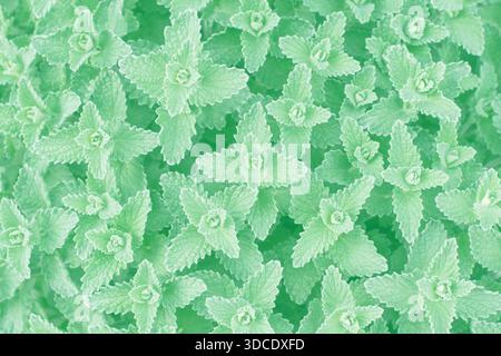 Mint herb  in trendy neo mint color Stock Photo