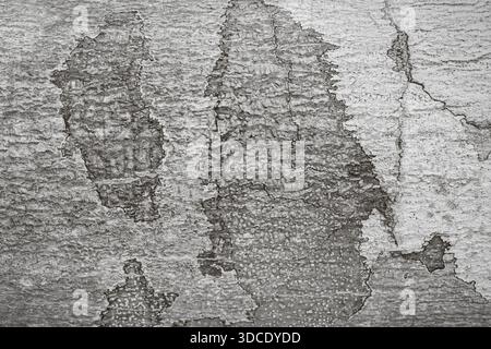 Cracked wall texture as a monochrome background Stock Photo