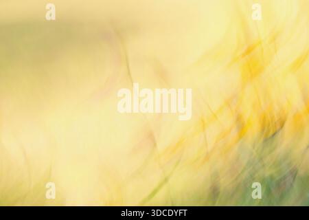 Abstract yellow gradient natural backgroung. Blurred summer scene. Stock Photo