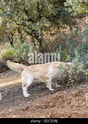 Purebred golden retriever dog in the field looking to collect a piece in the forest undergrowth Stock Photo