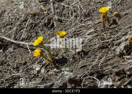 Bright yellow coltsfoot flowers are seen blooming in the spring pushing through dry soil and remnants of winter vegetation showcasing nature's resilie Stock Photo
