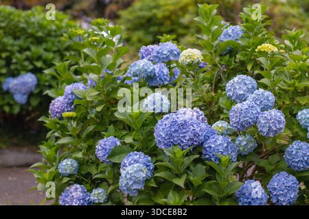 Garden-grown bigleaf hydrangea, known as hortensia or Hydrangea macrophylla, displaying large blue inflorescences among dense green foliage outdoors. Stock Photo