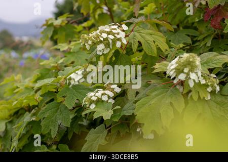 Branches of hydrangea quercifolia, also known as oakleaf or oak-leaved hydrangea, with white flower panicles and green leaves, photographed with soft Stock Photo