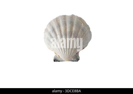 White shell of Pecten maximus the great scallop isolated on white. Marine bivalve shell ideal for ocean, coastal, nature, and educational design proje Stock Photo