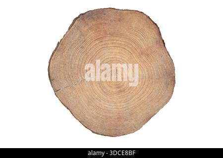 Tree trunk cross section showing annual growth rings, stains, cracks, and texture, isolated on white background. Detailed wood slice for nature and de Stock Photo