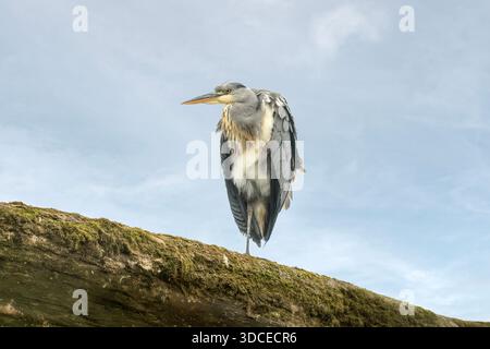 Grey heron standing on a roof Stock Photo