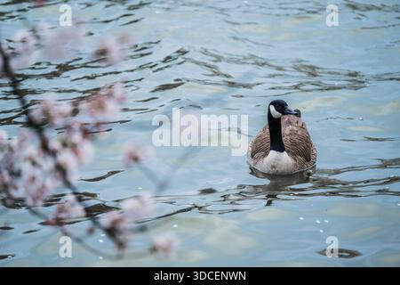 View of a Canada goose glides serenely on the water, cherry blossoms lightly framing the scene in soft focus, Washington D.C., District of Columbia, U Stock Photo