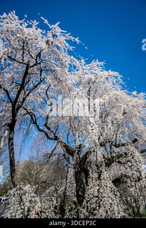 View of cascading cherry blossoms, a delicate dance of white against the stark blue canvas of the sky, reaching down like frozen waterfalls, Washingto Stock Photo