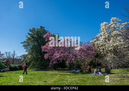 View of vibrant pink and white blossoms amidst the lush green grass, with people relaxing under the trees against a clear blue sky, Washington D.C., D Stock Photo