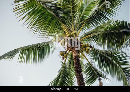 Coconut Palm Tree and Tropical Fronds Against the Sky on Koh Chang Stock Photo