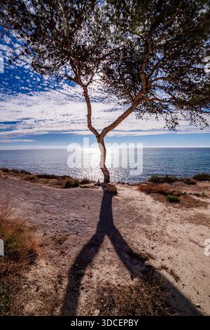 Solitary Tree and Sun Glare on the Sea Stock Photo