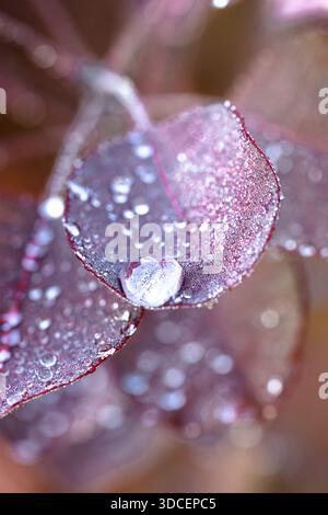 Macro Dark red burgundy leaf with water drops on it close-up Stock Photo