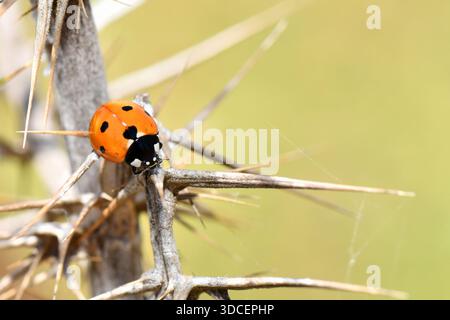 Macro of a bright red Seven-spot Ladybird (Coccinella septempunctata) climbing across the sharp thorns of a dry plant stem. Stock Photo