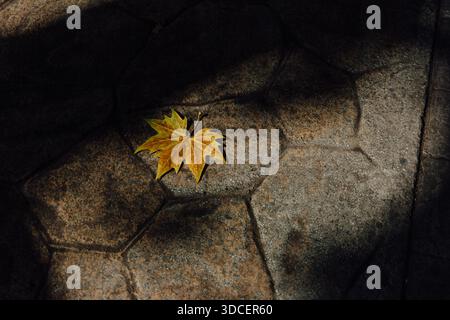 Single Autumn Leaf on Sunlit Pavement in Oviedo Stock Photo