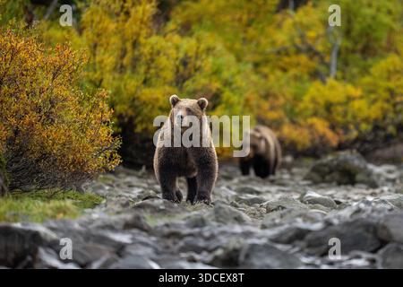 Majestic Brown Bear (Ursus arctos) Walking Through Autumn Forest Stock Photo