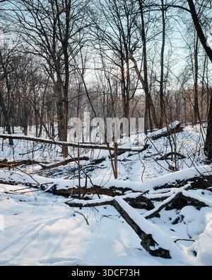 Fallen logs in a snowy winter forest. Wild winter forest landscape with sunlight filtering through trees. Beauty of a woodland in winter season. Stock Photo