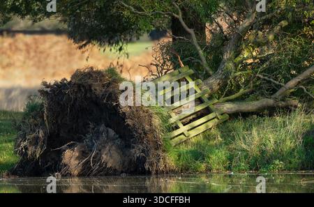 A large tree uprooted by strong wind or a storm reveals its massive root system near a water pond, UK. Stock Photo