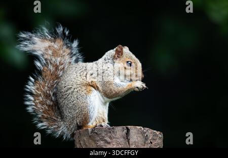 A wild Eastern gray squirrel (Sciurus carolinensis) holds and eats a nut while perched on a tree stump, UK. Stock Photo