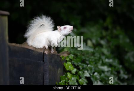 A rare true albino Eastern gray squirrel (Sciurus carolinensis) with its distinctive pink red eyes and pure white fur is perched on a dark wooden gard Stock Photo