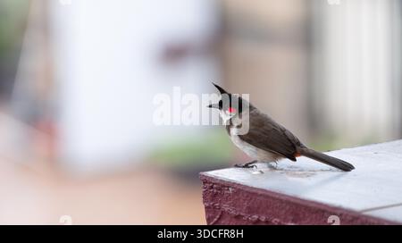 Red fronted bulbul bird sitting on a wall, Goa in South India, wildlife in urban environment, pycnonotus jocosus Stock Photo