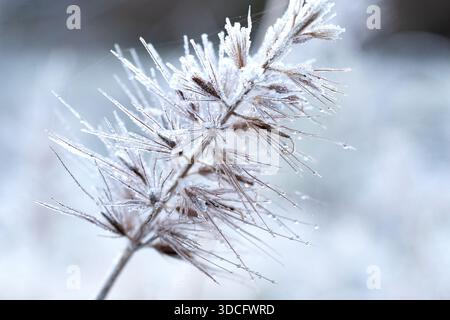 Close-up of delicate white frost crystals coating evergreen needles on a cold winter morning with soft bokeh. Stock Photo