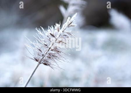 Close-up of delicate white frost crystals coating evergreen needles on a cold winter morning with soft bokeh. Stock Photo