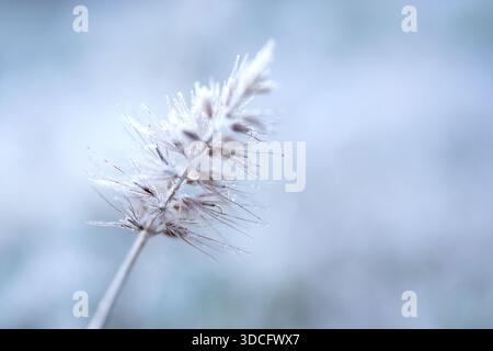 Close-up of delicate white frost crystals coating evergreen needles on a cold winter morning with soft bokeh. Stock Photo