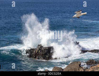 A seagull flying over a powerful ocean wave crashing against volcanic rocks with white sea spray. Stock Photo