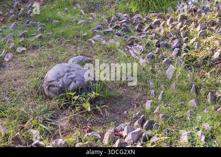View of uneven rocky surface covered in grass and small plants, featuring a distinctive round stone in earthy outdoor environment. Stock Photo