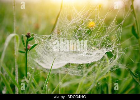 Spider web hanging between grass stems with water drops from the morning dew Stock Photo
