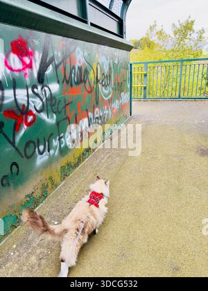 A ragdoll cat wearing a tartan harness walking on a lead in an urban environment, supervised outdoor exercise activity for a domestic pet. Stock Photo