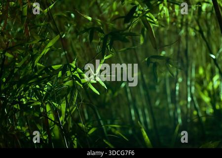 Close-up of illuminated bamboo foliage with vibrant green hues and soft bokeh background in a serene natural setting. Stock Photo