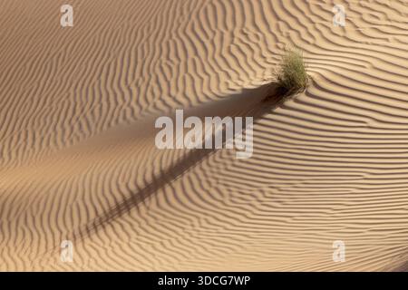 View of wind-sculpted sand dunes with a lone tuft of green grass casting a long shadow across the rippled landscape, Bateen Liwa, Abu Dhabi, United Ar Stock Photo