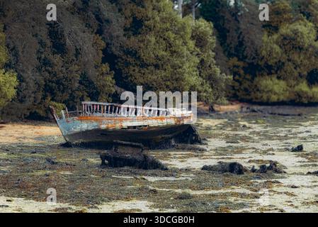 Old broken wooden fishing boat resting on muddy shore at low tide, weathered paint and rust textures, surrounded by mangrove forest. Stock Photo