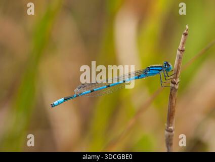 Familiar Bluet damselfly (Enallagma familiaris) perched on dried horsetail near Rochester, Wisconsin. Stock Photo