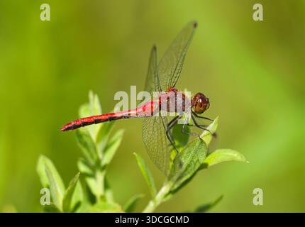 Ruby Meadowhawk dragonfly perched atop summer foliage in a natural area near Burlington, Wisconsin. Stock Photo