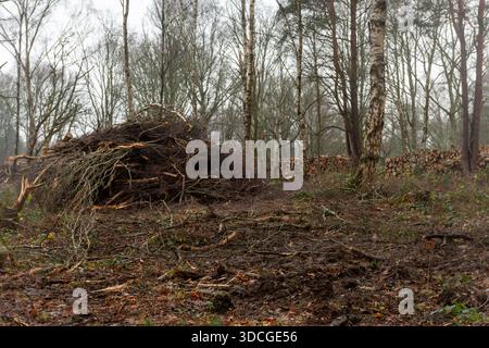 Winter forestry work in a woodland or forest with piles of brash and log piles after tree felling, UK Stock Photo