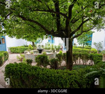 A serene courtyard featuring a lush green tree, neatly trimmed bushes, and a decorative fountain surrounded by vibrant blue windows Stock Photo