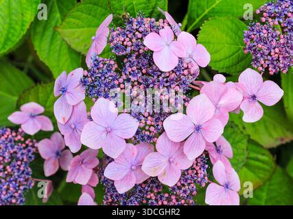 Hydrangea macrophylla or lacecap hydrangea, mophead hydrangea, hortensia Flowers, England, UK Stock Photo