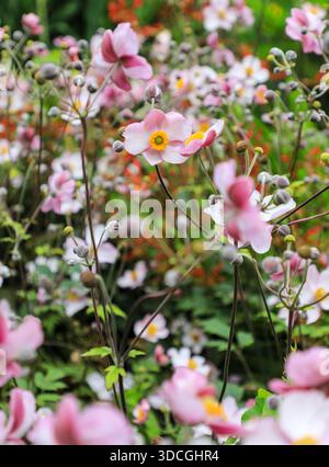 Japanese Anemones (Eriocapitella hupehensis) Flowers, Cornwall, England, UK Stock Photo