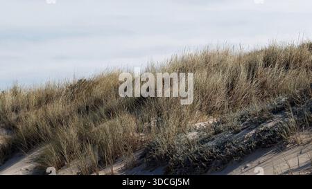Coastal Sand Dunes with Marram Grass under Overcast Sky Stock Photo