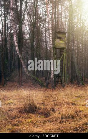 A wooden hunting stand with a ladder sits among birch and pine trees in a forest clearing with dry grass. Stock Photo
