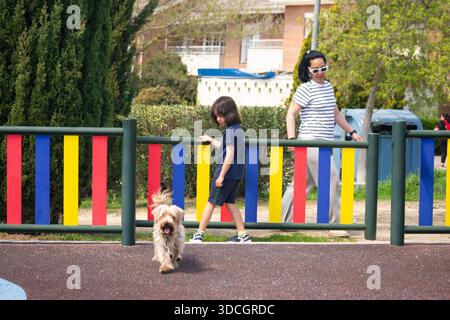 Yorkshire terrier running in a park towards camera with a child and woman walking in the background Stock Photo